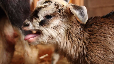 2021-11-27¡¡»º¤Þ¤ì¤Æ¤«¤é2»þ´Ö¤«¤é3»þ´Ö