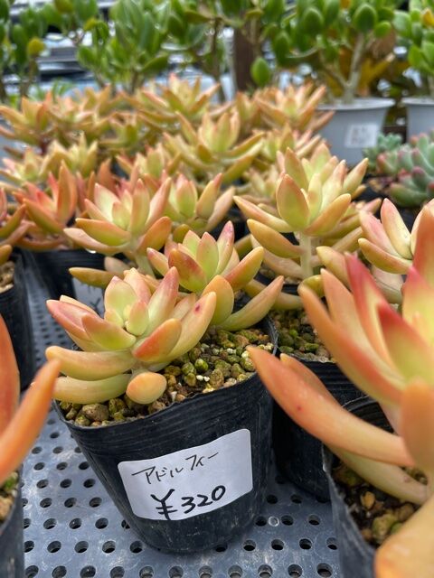 多肉って 別名が多くない Plante Succulente Et Mousse