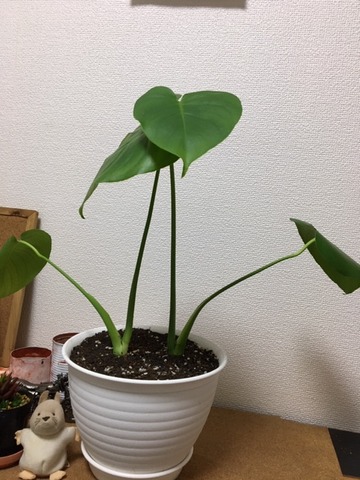 モンステラ成長記録 Plante Succulente Et Mousse モンステラ成長記録 Plante Succulente Et Mousse