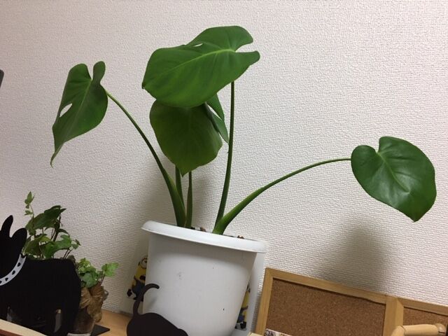 モンステラ成長記録 Plante Succulente Et Mousse モンステラ成長記録 Plante Succulente Et Mousse