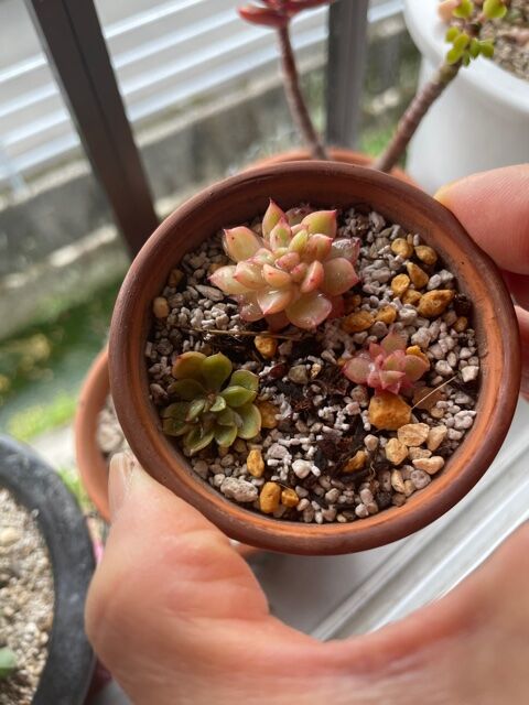 多肉植物 Plante Succulente Et Mousse 多肉植物 Plante Succulente Et Mousse
