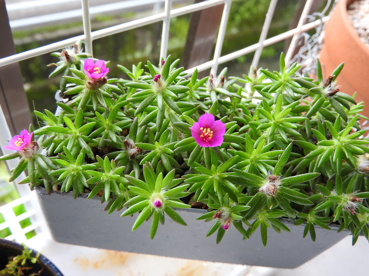 マツバボタンではなかった Plante Succulente Et Mousse