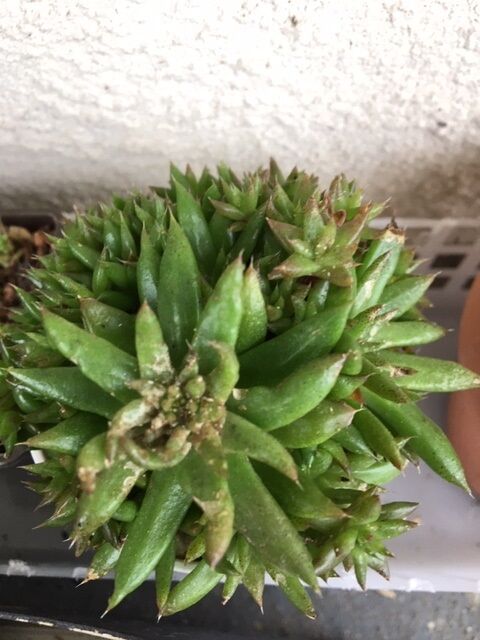 置いた場所が悪いのか 水不足か Plante Succulente Et Mousse 置いた場所が悪いのか 水不足か Plante Succulente Et Mousse
