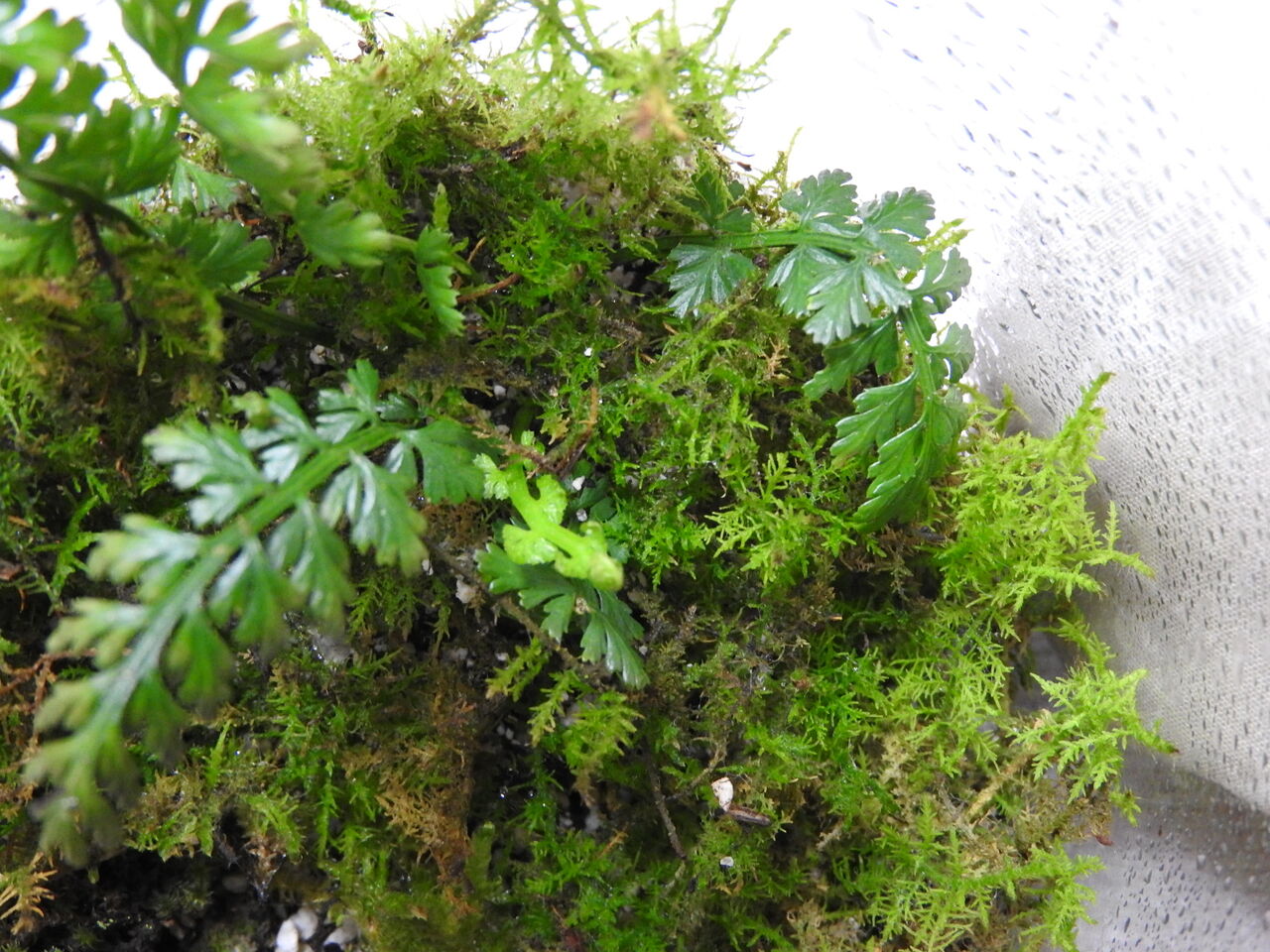 カビる苔 Plante Succulente Et Mousse カビる苔 Plante Succulente Et Mousse