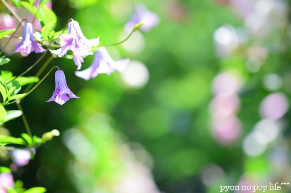 DSC_6413 - ���ԡ�resized