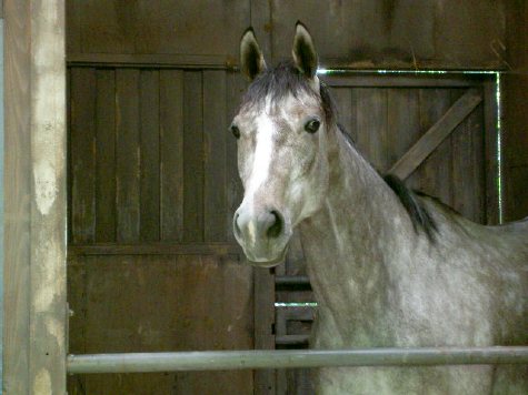馬事公苑 ホースショー サイゴウジョンコお別れ会 : ○○○ぴょんの 