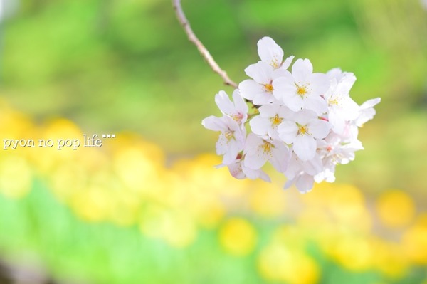 DSC_4936 - ���ԡ�resized