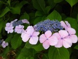 IMG_7681