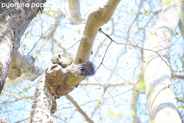 DSC_7456 - ���ԡ�