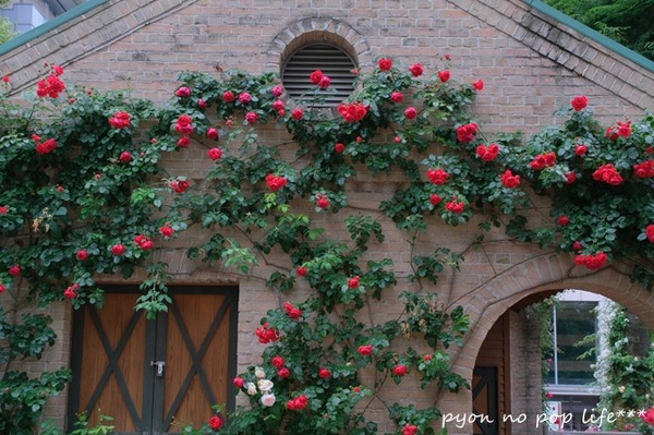 DSCF2038 - ���ԡ�resized