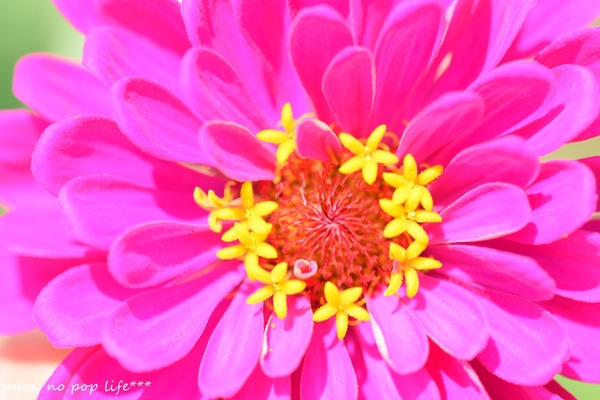 DSC_4240 - コピーresized