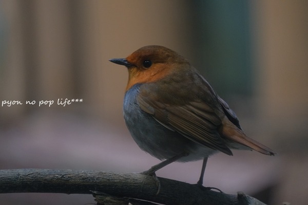 DSCF9444 - ���ԡ�resized