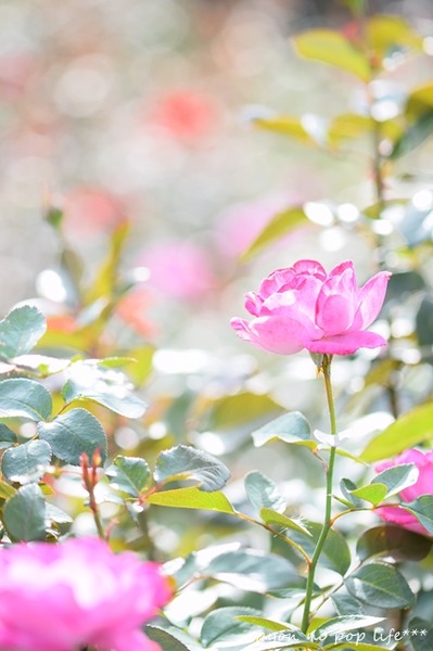 DSC_7446 - コピーresized