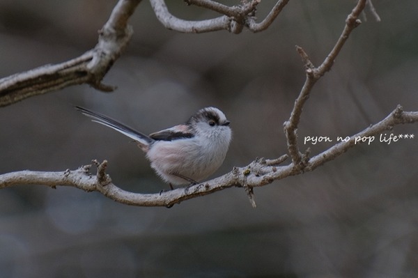 DSCF9258- copyresized