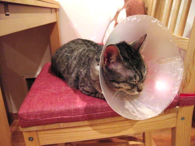 猫カフェ ハピ猫 ぴょんの Pop Life