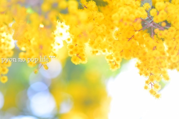 DSC_4218 - ���ԡ�resized