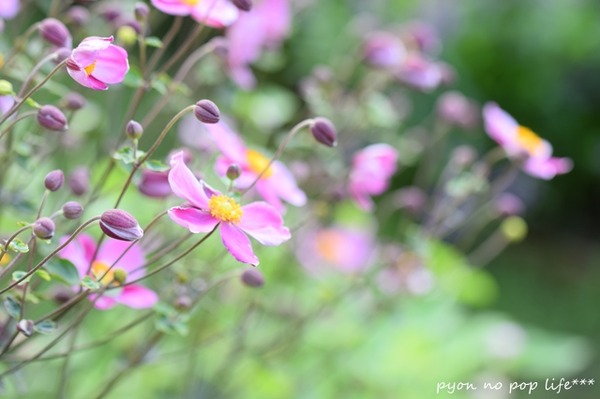 DSC_7129 - コピーresized