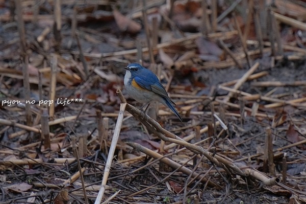 DSCF9250 - ���ԡ�resized