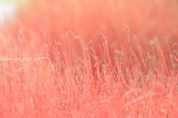 DSC_7118 - コピーresized