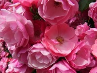 R0030399