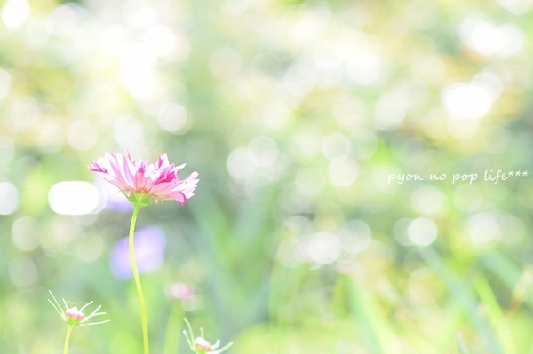 DSC_7051 - コピーresized