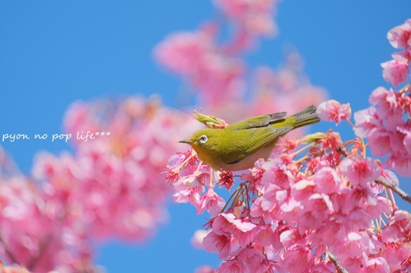 DSCF8762 - ���ԡ�resized