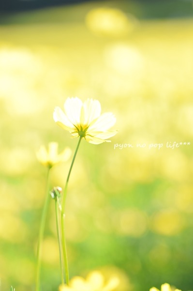 DSC_6790 - コピーresized