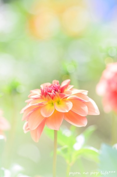 DSC_7459 - コピーresized