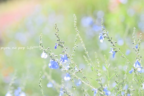 DSC_7065 - コピーresized