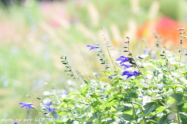 DSC_7081 - コピーresized