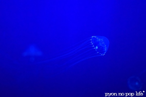 blogDSC_9212 - ���ԡ�