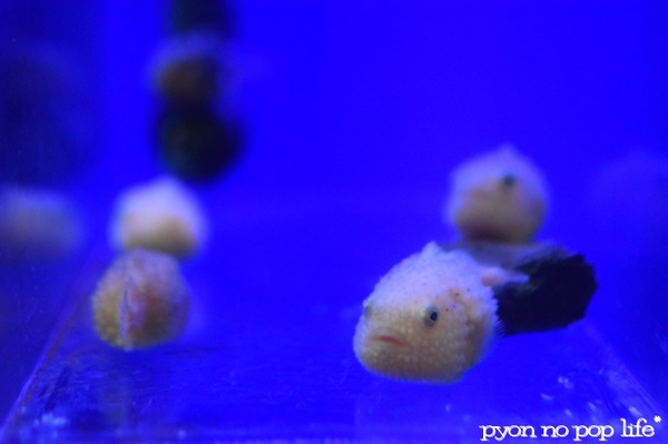 blogDSC_9186 - ���ԡ�