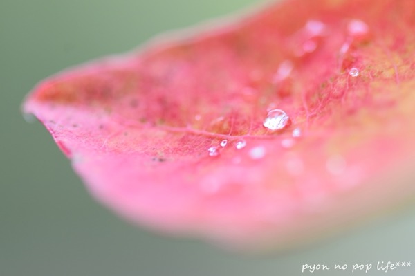 DSC_7338 - コピーresized