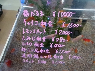 金魚 福だるま ファンクラブイベント当落 ぴょんの Pop Life 金魚 福だるま ファンクラブイベント当落 ぴょんの Pop Life