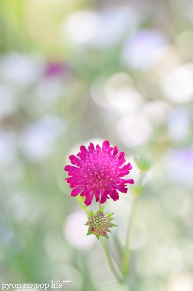 DSC_6480 - ���ԡ�resized