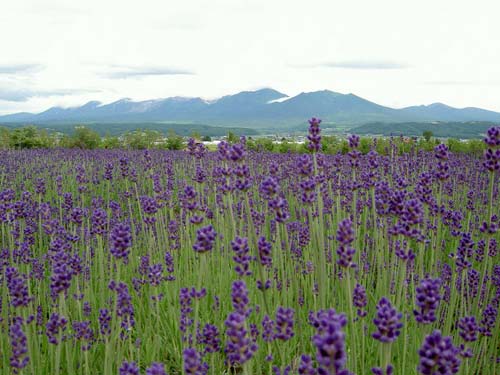 北海道の旅２４ 富良野 ぴょんの Pop Life