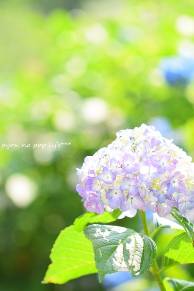 DSC_3178 - コピーresized