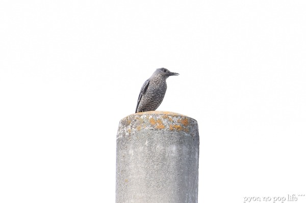 DSC_6617 trimingresized