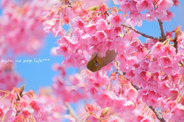 DSCF8834 - ���ԡ�resized