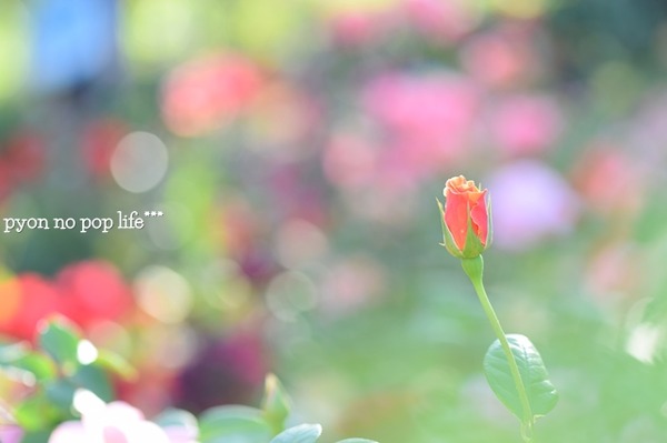 DSC_6318 - ���ԡ�resized