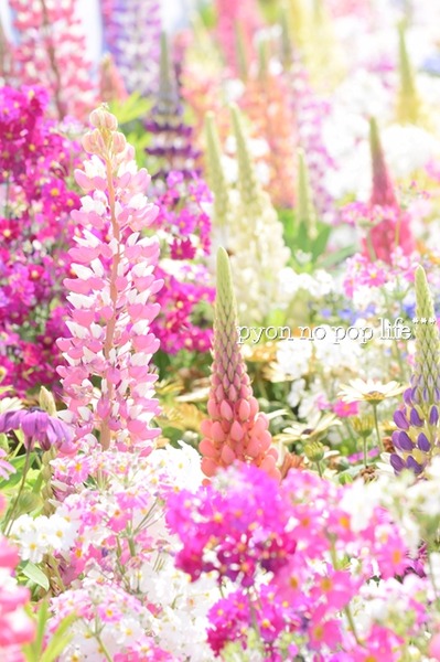 DSC_4194 - ���ԡ�resized