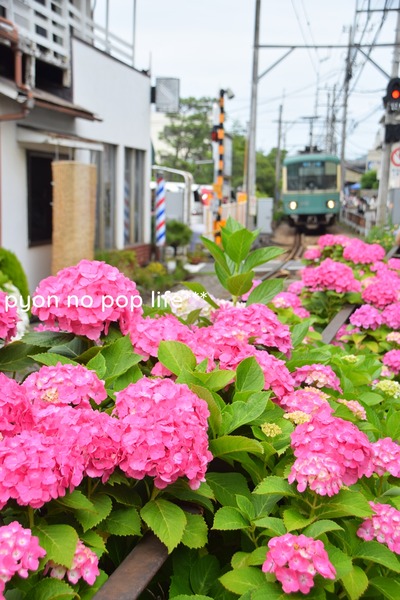 DSC_2590 - コピーresized