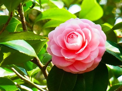 R0042208