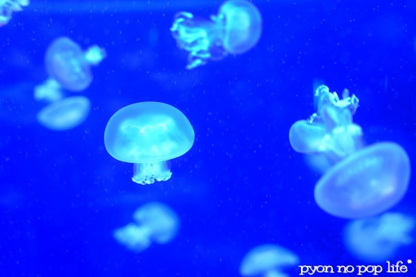 blogDSC_9129 - ���ԡ�