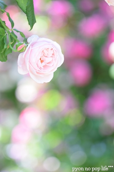 DSC_6364 - ���ԡ�resized