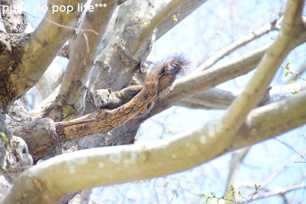 DSC_7475 - ���ԡ�