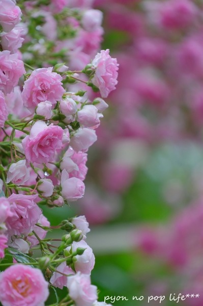 DSCF2034 - ���ԡ�resized