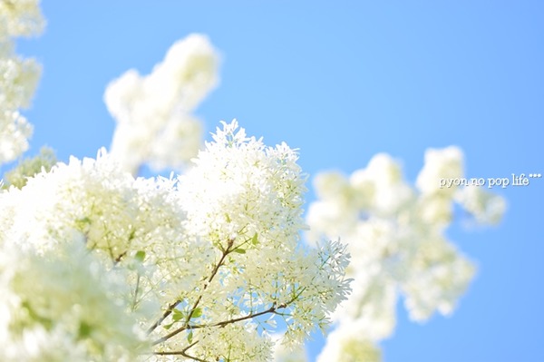 DSC_5701 - ���ԡ�resized