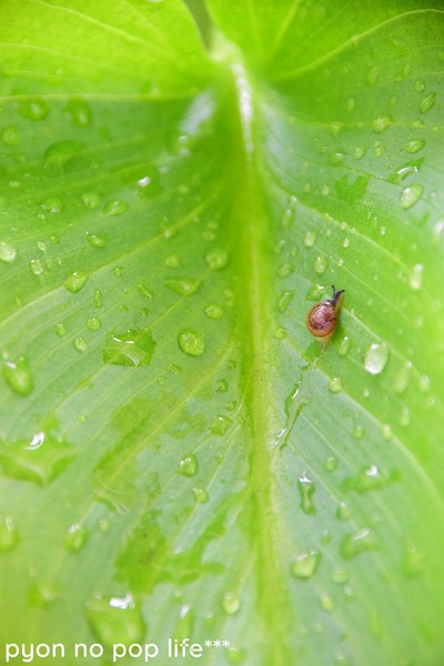 DSC_2468 - ���ԡ�resized