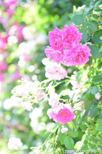 DSC_6347 - ���ԡ�resized